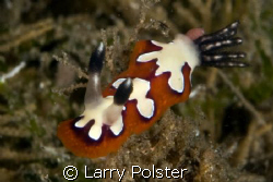 Ducomi pier, Dumageute, Philippines, D300, 105VE by Larry Polster 